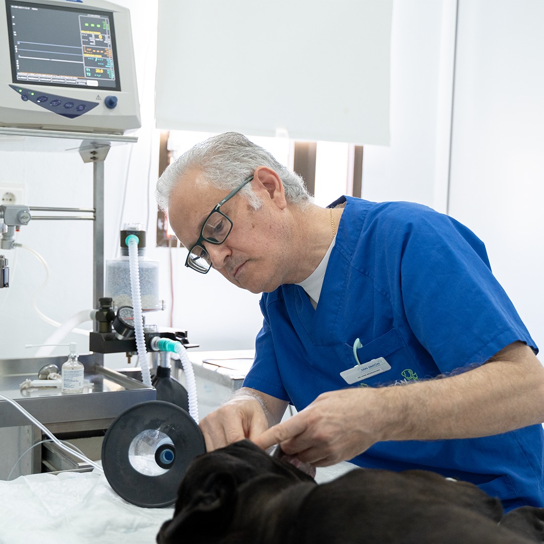 José Berenguer Cayuelas - Veterinario